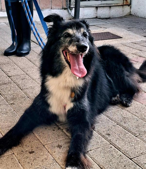 RINGO BELLISSIMO COLLIE Foto 4